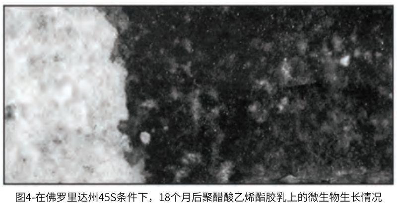 圖4在佛羅里達州45S條件下，18個月后聚醋酸乙烯酯膠乳上的微生物生長情況