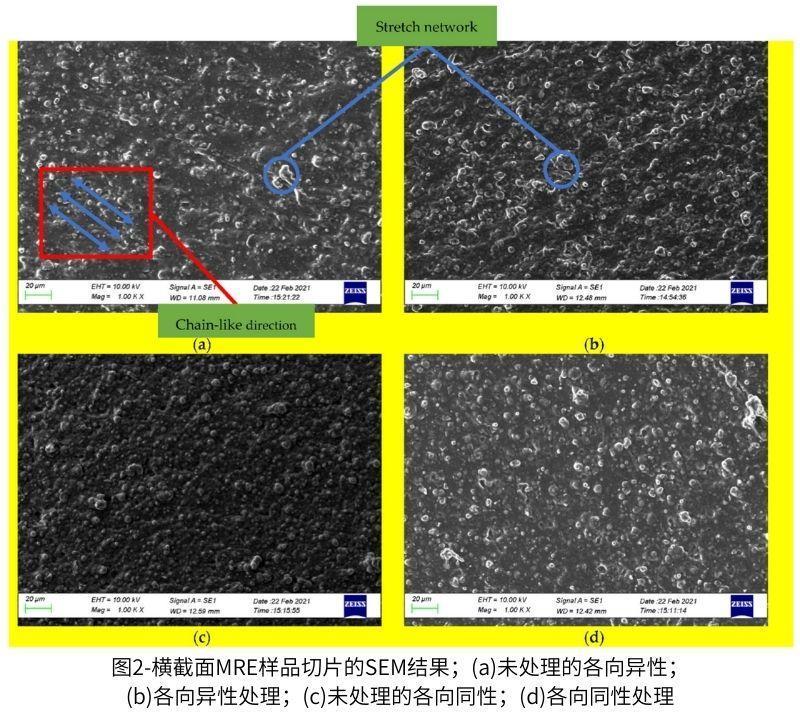 圖2-橫截面MRE樣品切片的SEM結(jié)果；(a)未處理的各向異性；(b)各向異性處理；(c)未處理的各向同性；(d)各向同性處理